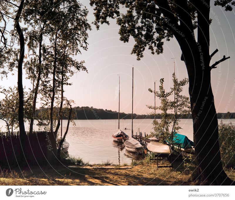 Private pleasure Panorama (View) Jetty Idyll Calm Footbridge Rowboat Island Lakeside Forest tree Beautiful weather Climate Autumn Horizon Cloudless sky Water