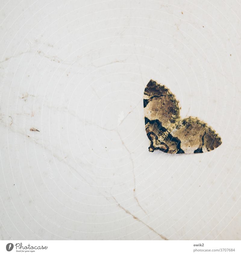 moth on hold Moth Wait tranquillity in standby Nature Insect Close-up Exterior shot Colour photo Animal Grand piano Lonely 1 Detail Wild animal Copy Space top