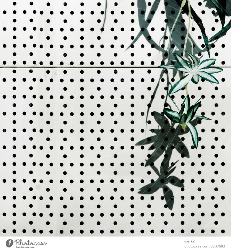hanging gardens Plant leaves Sprelacard decoration Hideous holes Structures and shapes Shop window Deserted Detail Colour photo Pattern Abstract Exterior shot