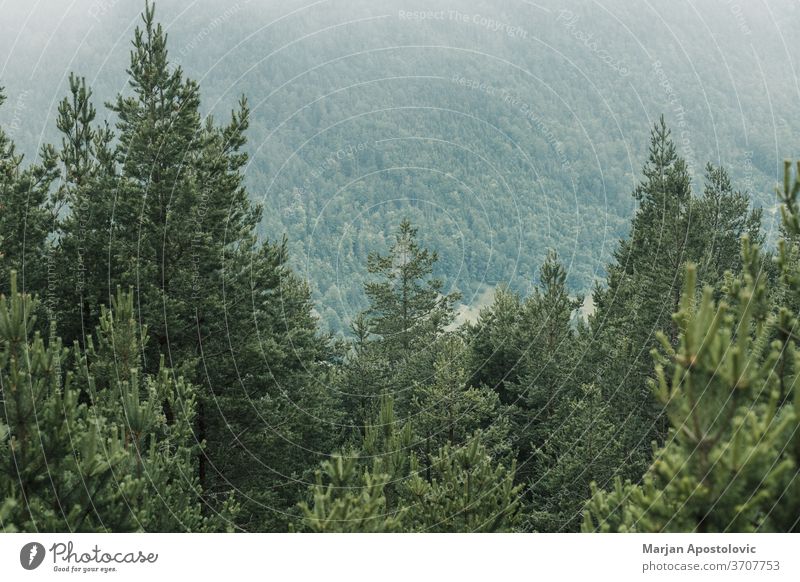 View of a beautiful foggy pine trees in the mountains adventure background clouds cloudy dark dawn ecology environment explore forest green haze hazy landscape