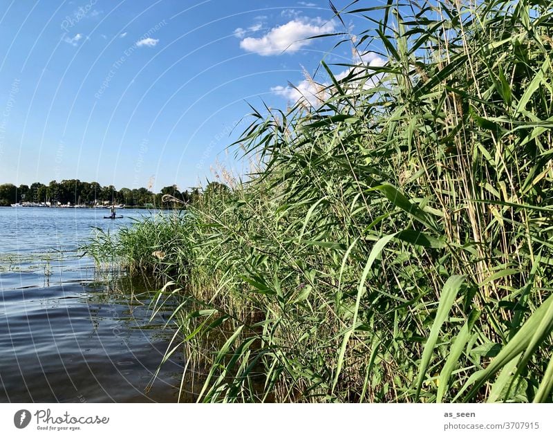 on the lakeshore Lake bank Water Sky cloud reed Potsdam Havel Deep Sea Nature Landscape Exterior shot Colour photo Lakeside Deserted Calm Reflection Idyll