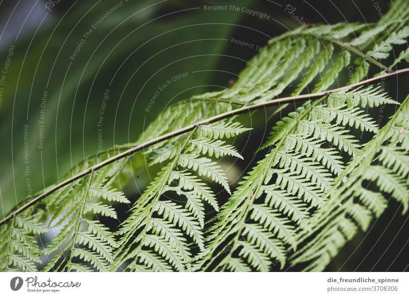 Leaves in the forest III Forest tree green Azores Dry Climate change Nature Exterior shot Deserted Plant Day Landscape flaked Beautiful weather Environment