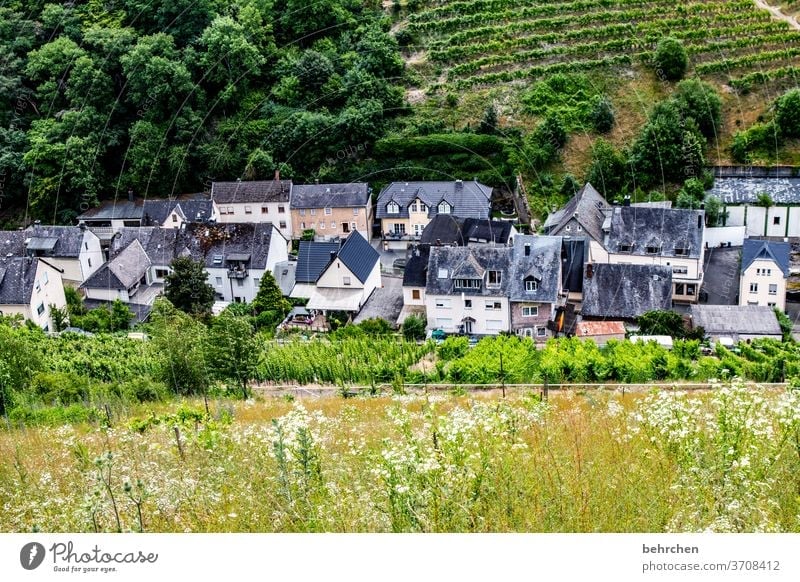 Wine Hiking Lanes & trails Hunsrück Moselle valley Wine growing Rhineland-Palatinate Mosel (wine-growing area) vine Vineyard Bunch of grapes Landscape Mountain