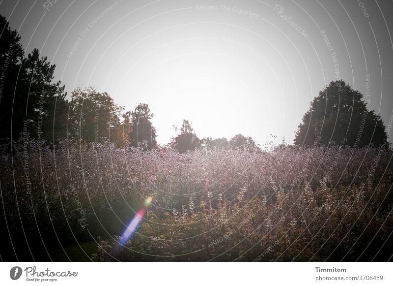 Nature in somewhat gloomy mood and lens flare trees grasses plants Sky Covered somber Meadow Colour photo Deserted Summer Sunlight