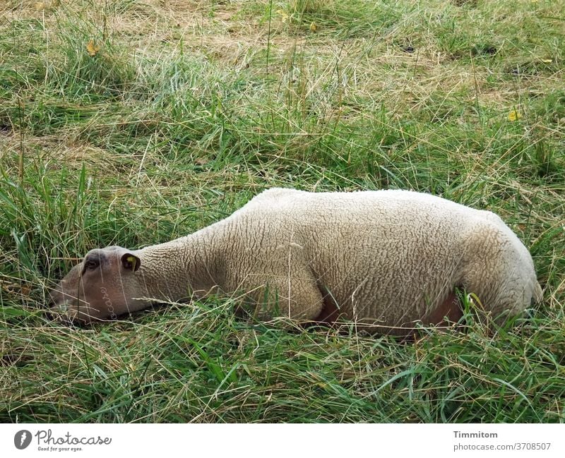 Break - now! Sheep take a break slumber Animal Relaxation Nature Calm Grass Meadow Deserted Lie Sleep green