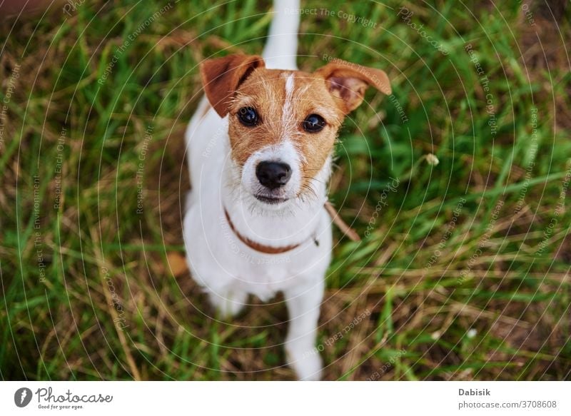 Dog on the grass in summer day. Jack russel terrier puppy looks at camera dog portrait cute happy pet adorable brown face breed domestic park play healthy