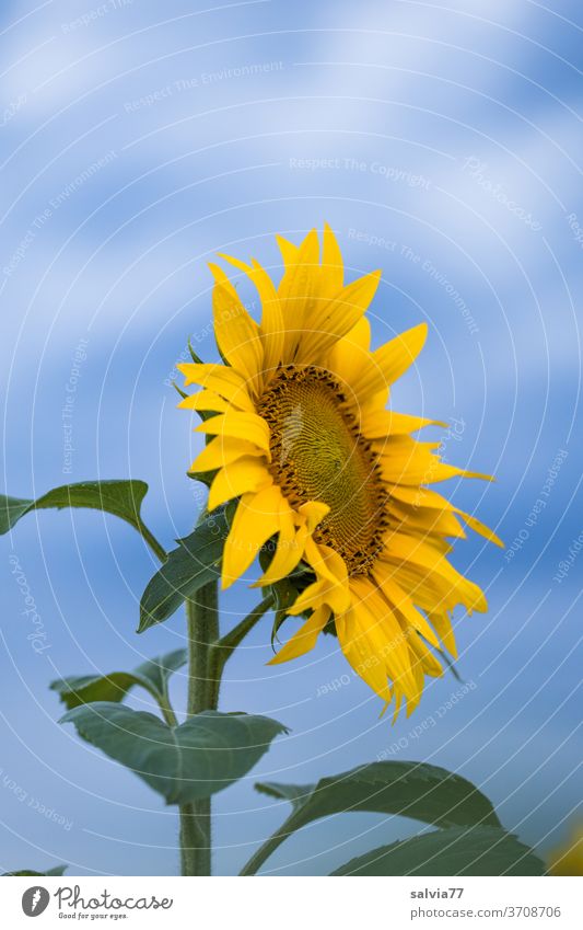Summer goodbye Sunflower Blossom Flower Plant Blossom leave Blossoming Close-up pretty sunny naturally Garden Exterior shot Yellow Blue Colour photo Nature