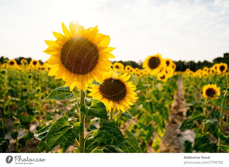 Blooming sunflowers in summer field bloom yellow countryside landscape nature agriculture environment picturesque vast rural season scenic plant farm flora