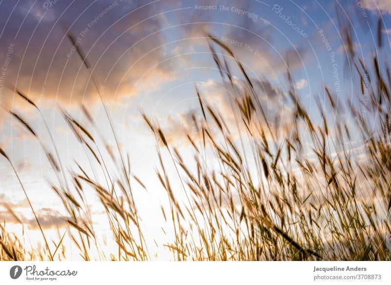 Grain blows in the wind at sunset Plant Wheatfield Blow Grass Wind Blade of grass Summer Nature Summery Summer's day Agriculture Harvest Crops Cornfield