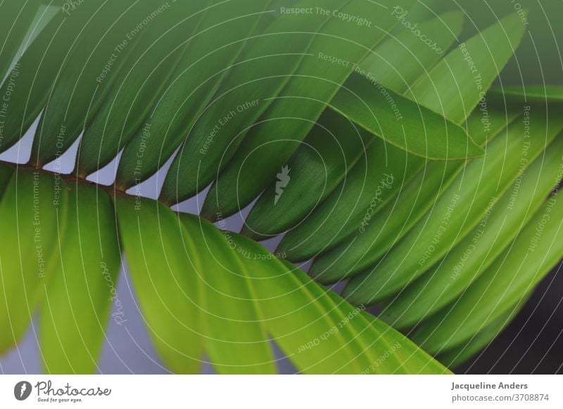 Close up of a palm leaf flaked Plant green Nature Close-up Detail Exterior shot Foliage plant Palm tree Colour photo Palm frond Pattern Structures and shapes