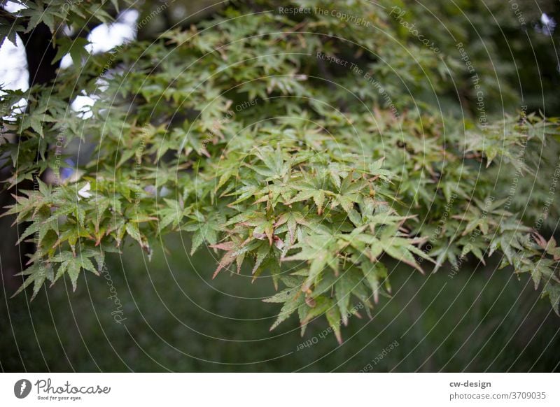 Tree on Japan leaves Nature Garden Branch Leaf