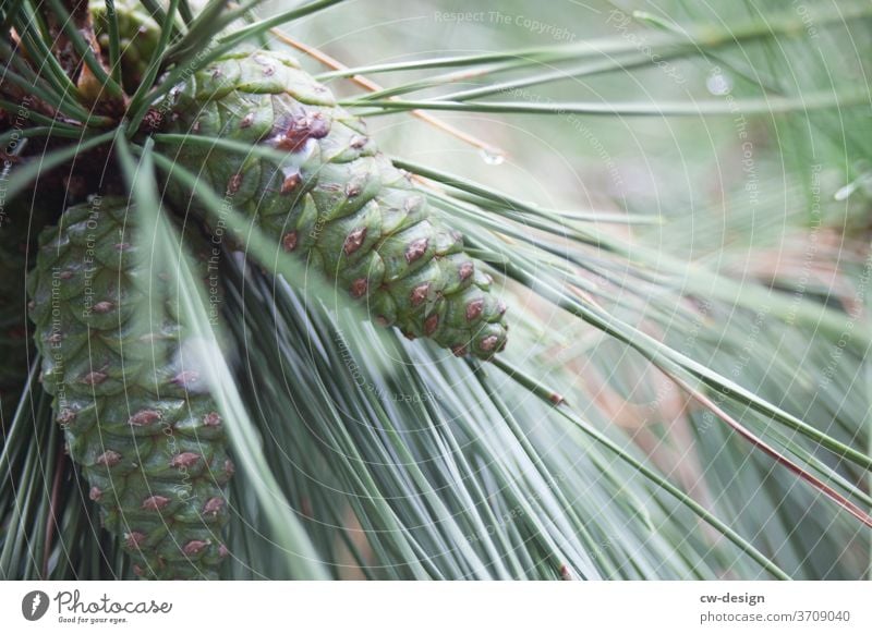 Coniferous plant in Japan Nature Green Plant Exterior shot