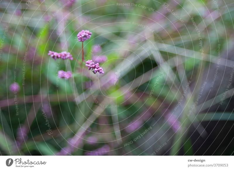 Plant on Japan wax Green Nature