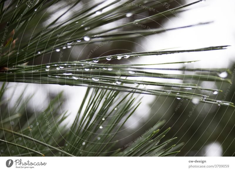 Coniferous plant in Japan Green Plant Nature Exterior shot