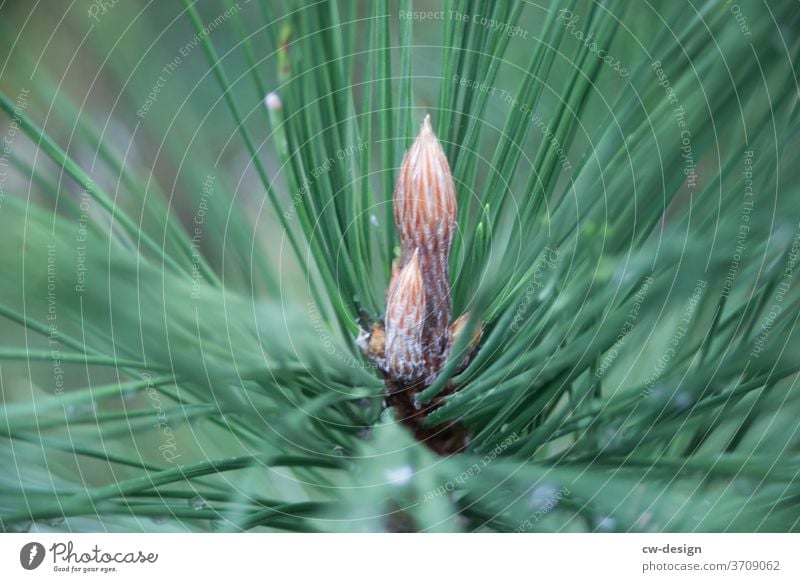 Coniferous plant in Japan Green Plant Asia Colour photo Nature