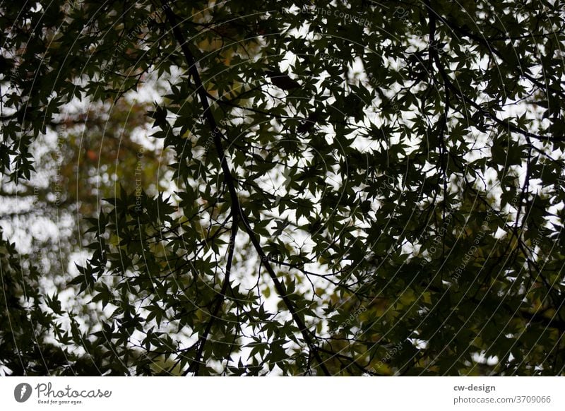 Tree on Japan leaves Nature Garden Branch Leaf