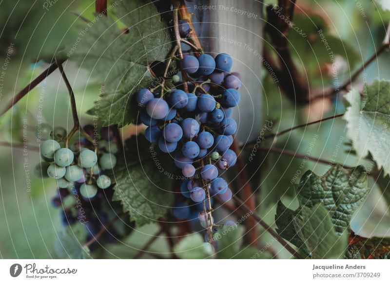 ripe and unripe grapes hang from the vine Mature Immature Vine fruit Nature Winery Harvest Vineyard Agriculture leaves Bunch of grapes green Red Blue Autumn