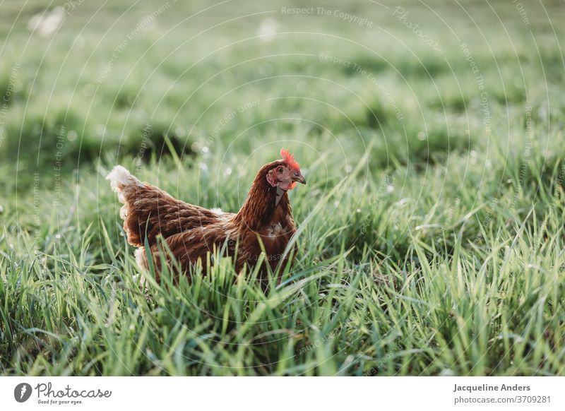 Chicken on the meadow in free range Grass hen natural Colour photo Comb Species-appropriate Day chicken Beak Poultry Organic farming Feather Pet Free-roaming