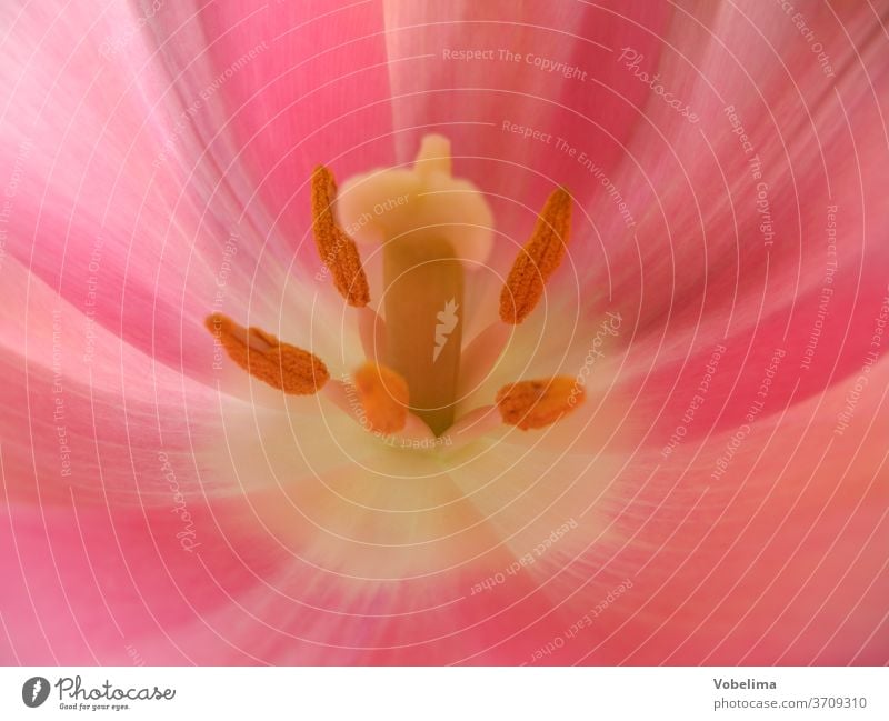 tulip tulips Tulip tulipa Red Orange Garden garden flower garden flowers close-up Near Close-up Pink Ornamental plant ornamental plants Lily plants Plant bleed