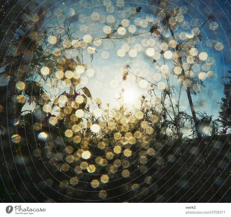 Fine rain Garden Water Drops of water Rain Wet spring Cast Shower Plant Damp Close-up Light (Natural Phenomenon) Exterior shot Macro (Extreme close-up)