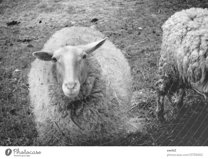 Venus in Furs Animal portrait Looking into the camera Long shot Sheep Observe Curiosity Attentive Black & white photo Exterior shot Deserted Copy Space top