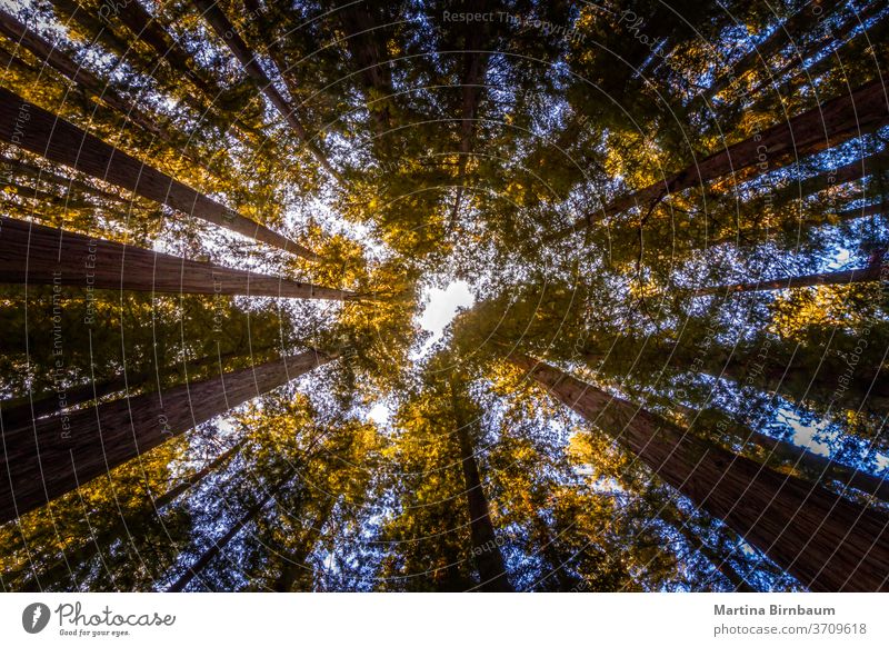 Looking up. Tree tops in the Redwood National and State Park, California tree forest california giant sequoia redwoods tourism national park landscape plant