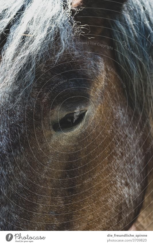 horse vision eyes pride  a royalty free stock photo from