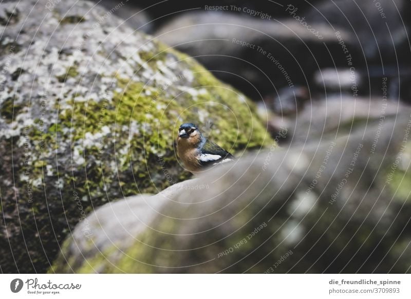 Chaffinch on the Azores II Azores chaffinch Finch birds Animal animal portrait Cute Small Colour photo Nature Exterior shot Animal portrait Close-up tree