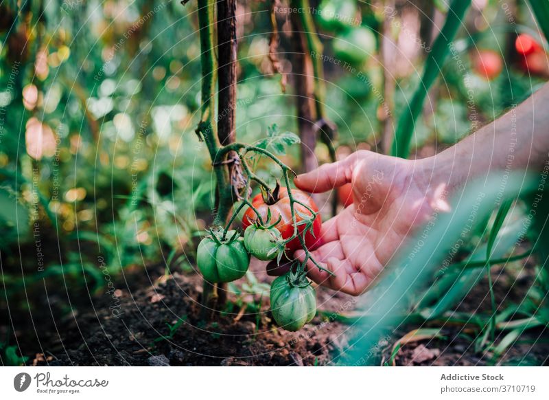 Gardener harvesting organic tomatoes in summer garden pick collect natural gardener farmer hand red ripe grow vegetable plant food cultivate season horticulture