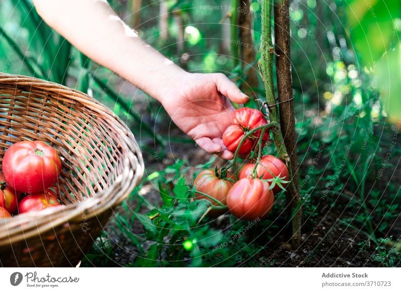 Gardener harvesting organic tomatoes in summer garden pick collect natural gardener farmer hand basket red ripe grow vegetable plant food cultivate season