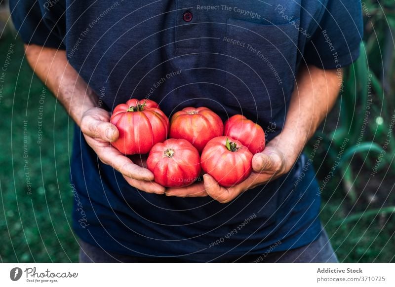 Man with freshly harvested tomatoes in garden gardener man red ripe vegetable organic natural farmer carry show demonstrate grow food cultivate season male