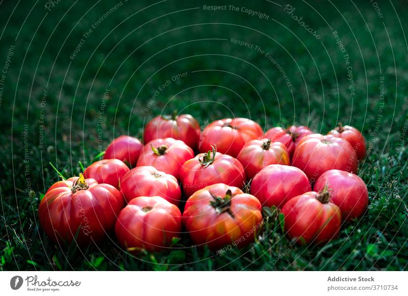 Red tomatoes on green grass harvest garden red ripe vegetable organic natural food season summer horticulture vegetate environment agronomy bunch bright