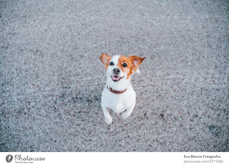 portrait of cute jack russell terrier dog in the street. Pets outdoors and lifestyle nobody urban city beautiful young puppy funny pet sitting curiosity one
