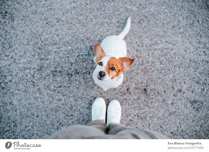 top view of cute jack russell dog in the street. standing close to owner feet. Pets outdoors and lifestyle woman portrait urban city beautiful young puppy funny