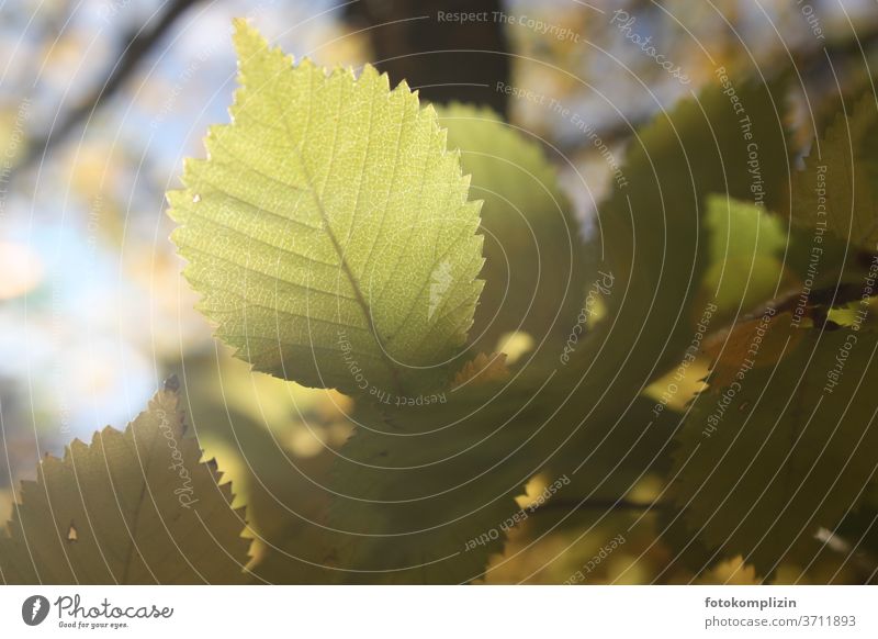 luminous beech leaf Beech leaf Autumn beeches flaked Autumnal Early fall Shallow depth of field Nature green Blur Autumn leaves Autumnal colours Close-up