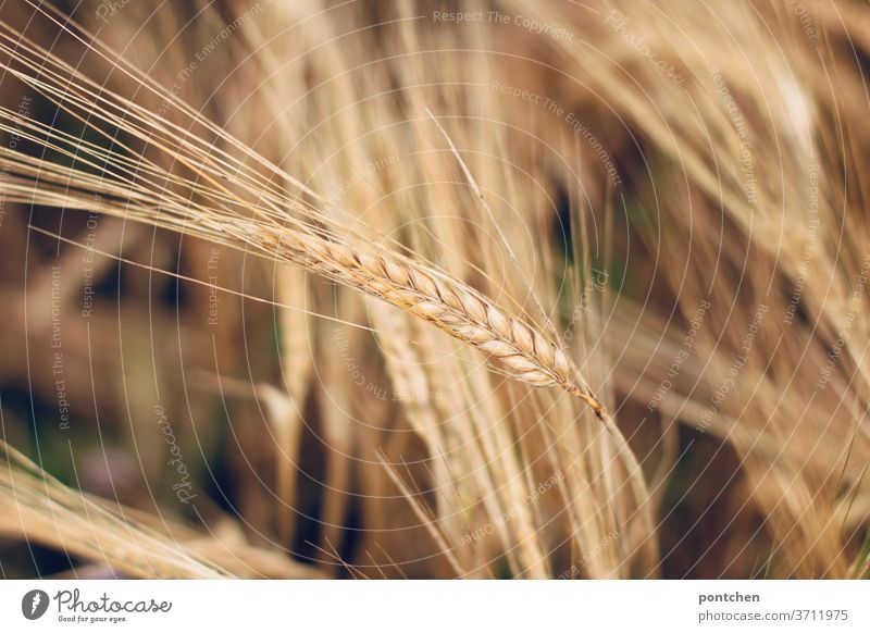 Ears of grain in the barley field. Agriculture Grain spike Field Summer Wheat Growth Ear of corn Plant Agricultural crop Nature Cornfield Nutrition Grain field