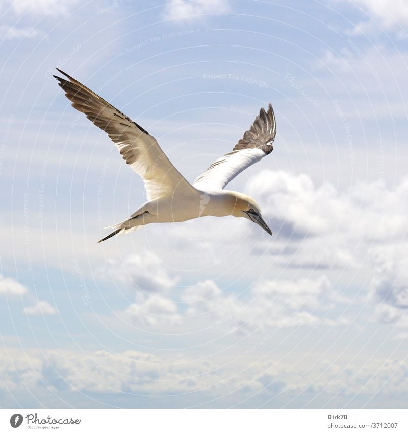 Boobies in flight Northern gannet Flying Floating Freedom Grand piano seabird birds Animal Exterior shot Sky Nature Wild animal Colour photo Blue White Day