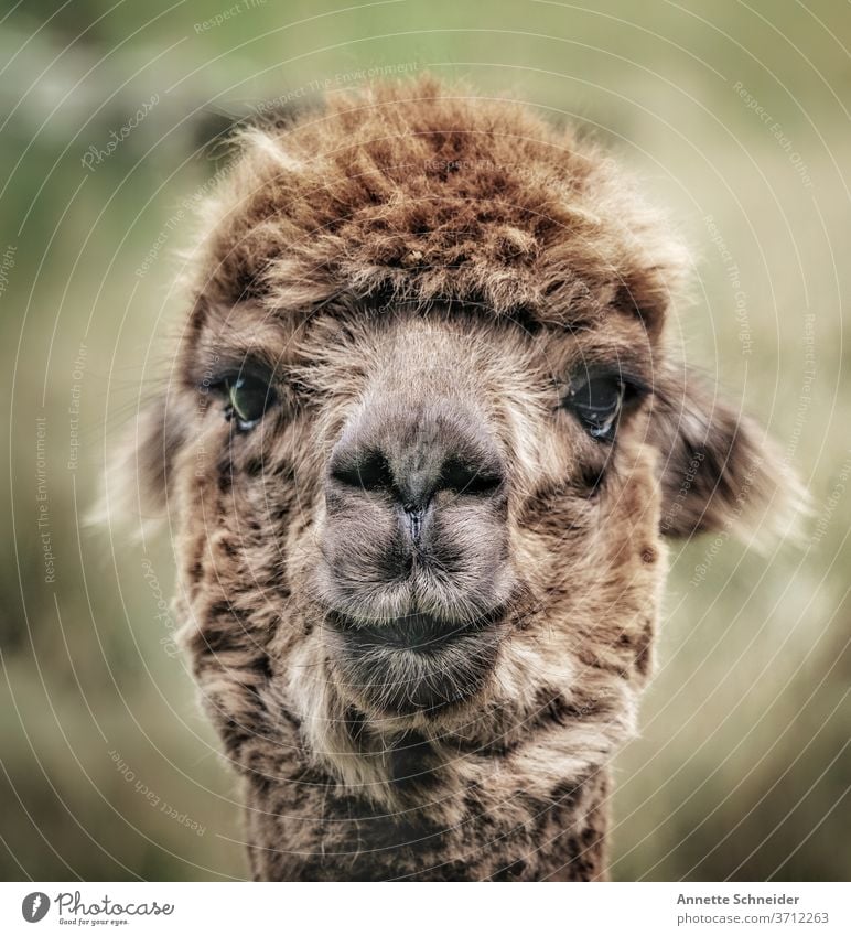 alpaca Alpaca Colour photo Exterior shot Brown Farm animal Cute Animal face Pelt Looking into the camera Observe Shallow depth of field Deserted Pet Close-up