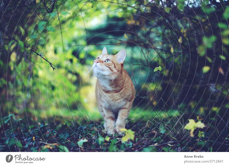 Cat wanders through garden and looks to the sky pets Dreamily convert Upward straying freigänger Red-haired stray cat Garden Nature Outdoors green One animal