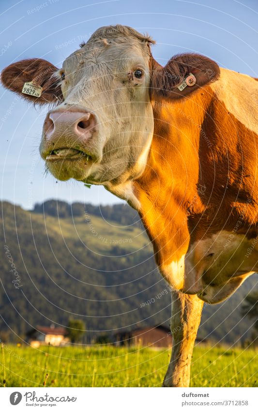 Cow in the pasture at sunset chill Sunset Willow tree Meadow Animal atmospheric Nature Animal portrait Looking into the camera Farm animal Cattle Agriculture