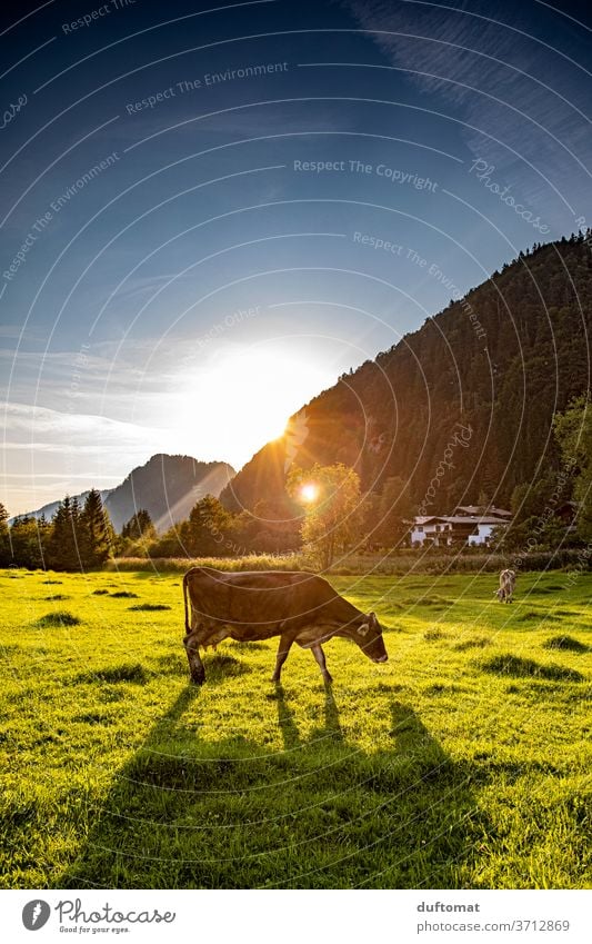 Cow in the pasture at sunset chill Sunset Willow tree Back-light Meadow Animal Moody atmospheric Nature Farm animal Cattle Agriculture Grass Organic farming