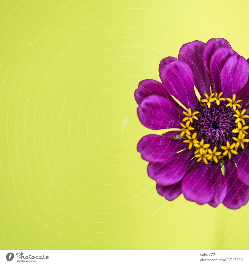 purple zinnias blossom against yellow background flowers bleed Nature Plant Close-up Yellow Blossoming Colour photo Neutral Background Violet Detail already