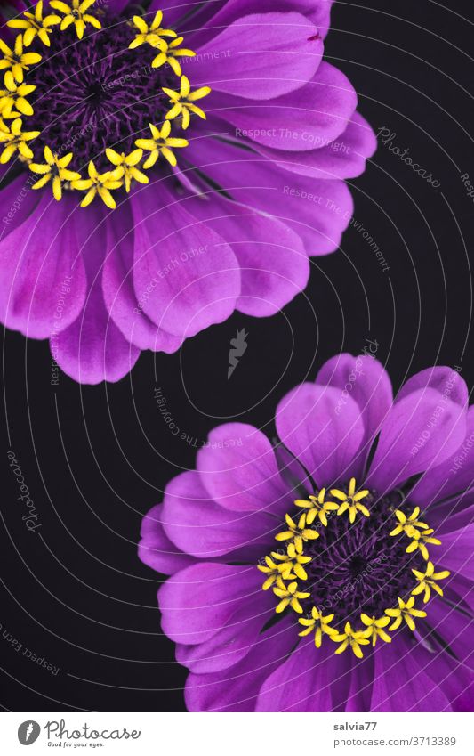 purple flowers with yellow stars bleed zinnia decoration Plant Nature Violet Summer Blossoming Isolated Image Deserted Colour photo Detail