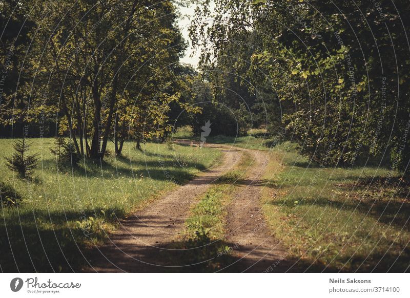 lonely winding country road with trees both sides in sunny morning forest nature path autumn landscape green park grass spring woods rural foliage lane outdoors