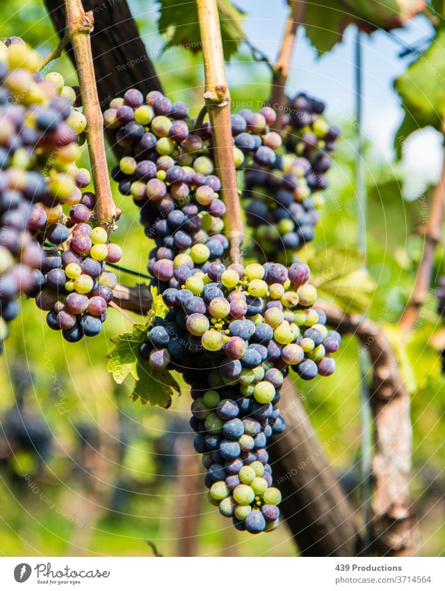 Blue and green grapes of a vineyard Wine Wine growing Winery Winegrower Vineyard Summer Plant Bunch of grapes Grape harvest Vine leaf Sunlight Red wine
