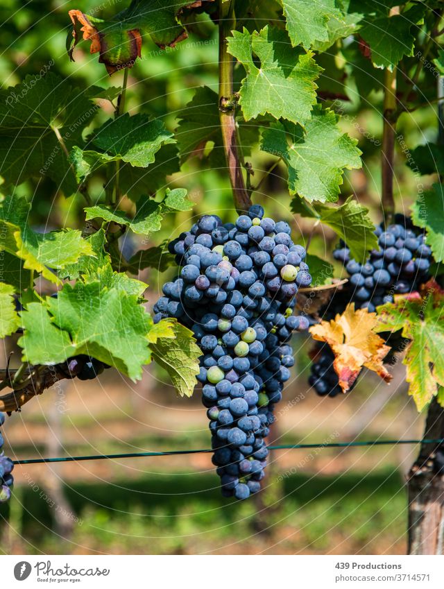 Blue grapes of a vineyard Vine Vineyard Sun Summer Wine Winery Wine growing