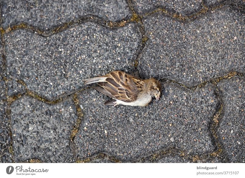 A hot, dry summer claims its victims. Dead sparrow on composite stone pavement with mossy joints. birds Stone Animal Exterior shot Colour photo Deserted