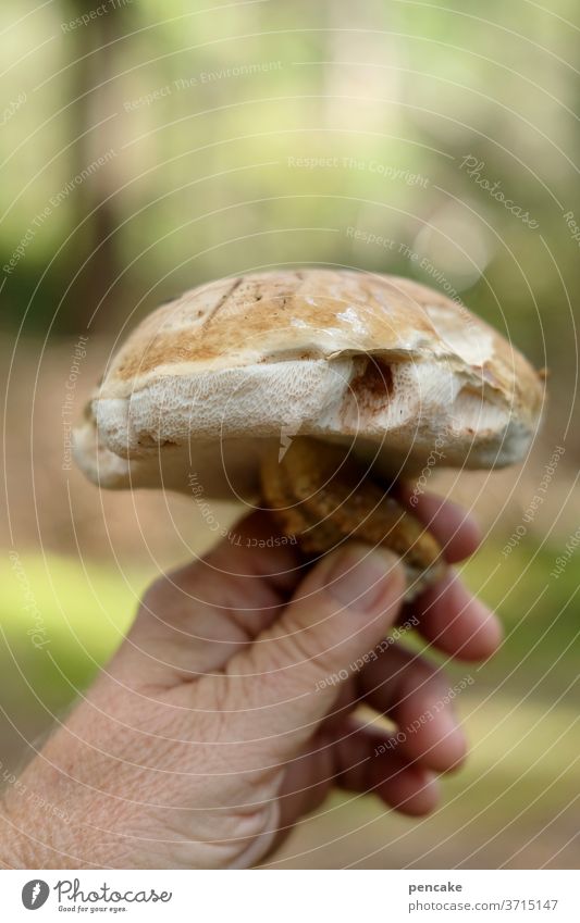 SPONGE SLAUGHS Mushroom Forest by hand Indicate present Close-up Nature Sponge boletus Bitterling Inedible