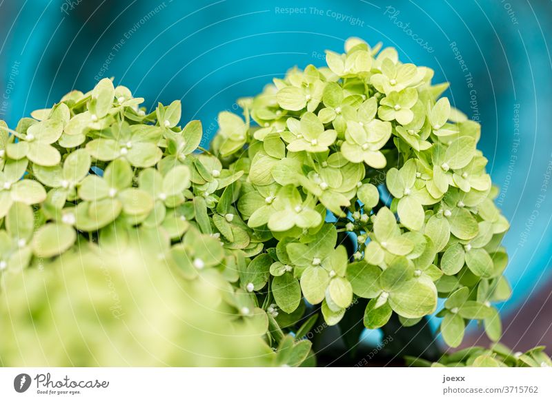Close-up of green panicle hydrangea against a blue background Hydrangea blossom Plant bleed Blossoming Exterior shot Colour photo flowers Detail Garden