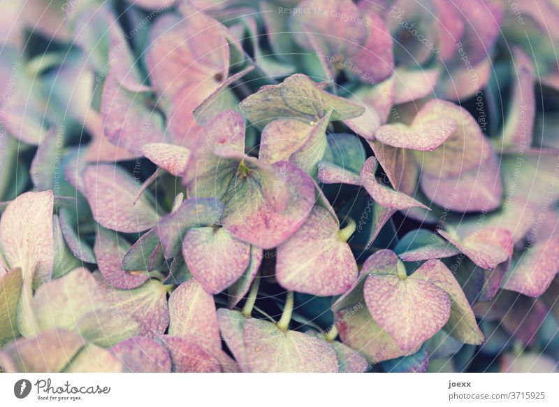 Close-up of pink yellow blue hydrangea flowers Hydrangea blossom Plant bleed Blossoming Colour photo Detail Garden Shallow depth of field Blue